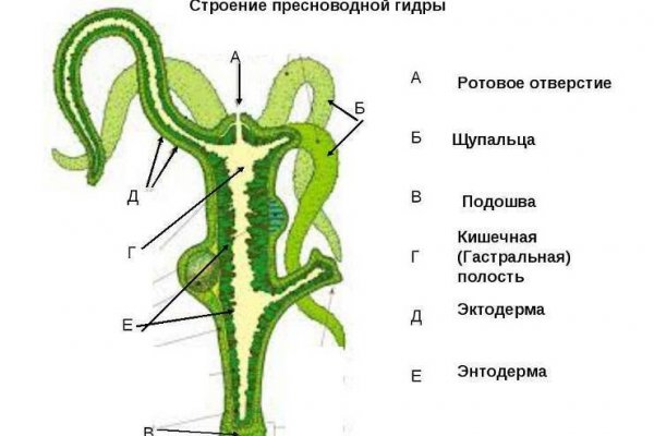 Kraken 13at сайт